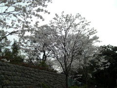 2008.4ミッドタウン(4)