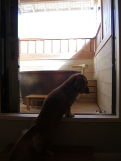 僕も温泉入りたいな～♪