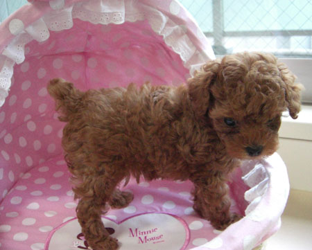 セナちゃん立っち