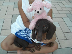 ピンクのプードルちゃんと