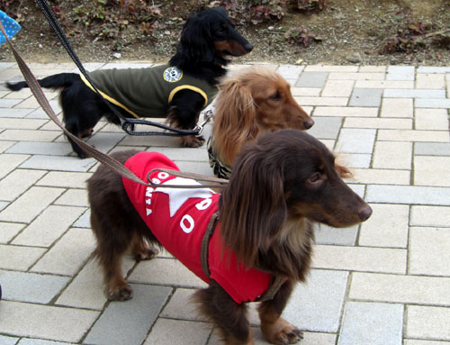 ワンワンパトロール監視中！？