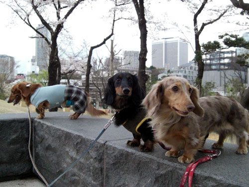 桜の下でダックスレンジャー！