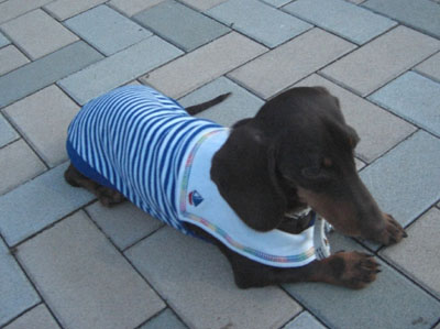 ぶかぶかでちゅ