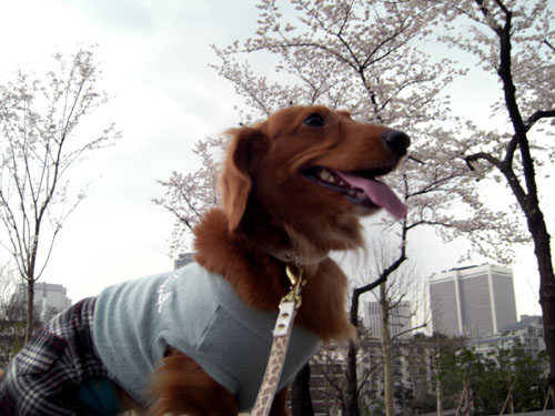 花より団子だな！