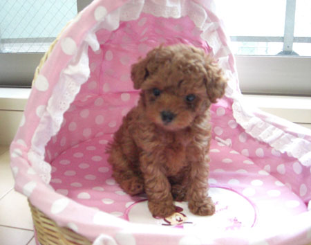 おすましセナちゃん