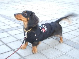 モモちゃんオニュー