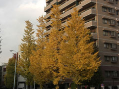 プラチナ通りの黄葉