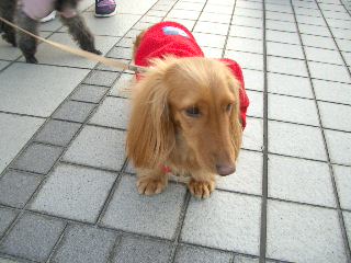 クーちゃん2007.3.1