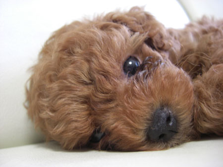 キューティーセナちゃん☆