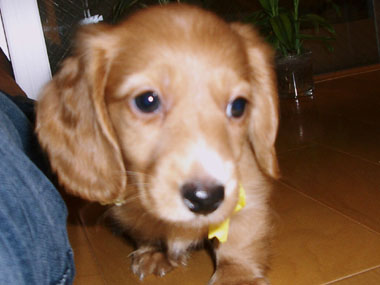 生後４１日のモデナ