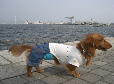 2007ペットフェアー２