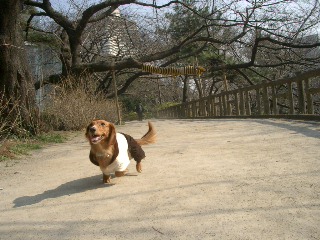 上智横土手2007.3