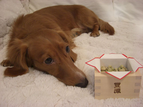豆食べた～い
