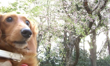 パークのしだれ桜