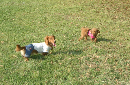 しおさいドッグラン２