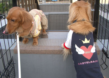 ナッちゃん邸訪問６