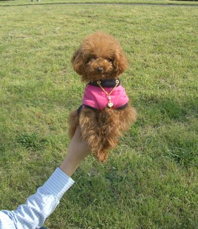 手乗りティーカップちゃん