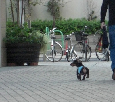 チョコ～バイバイ