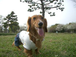 2007ペットフェアー４