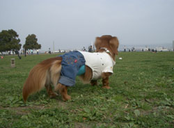 2007ペットフェアー６