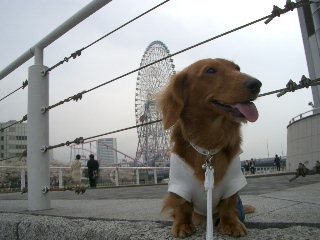 2007ペットフェアー７