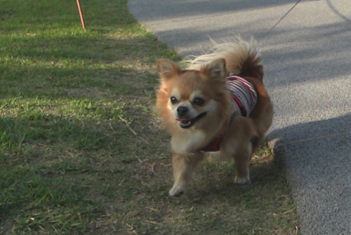 ピッコロちゃん♪