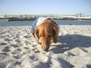 お台場2007.2　no2