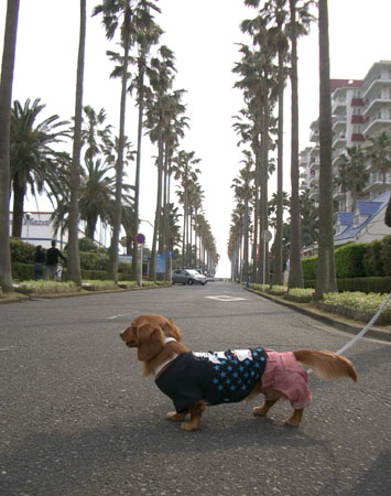 2007春逗子マリーナ