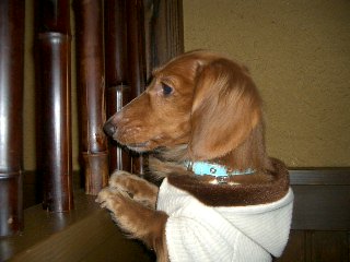 さうだあでにて