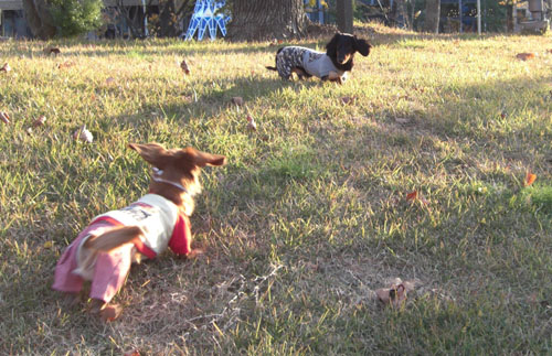 リキちゃん～待って～