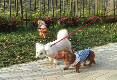 ３ワンズでお散歩中～