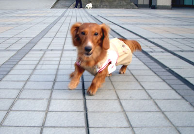 パークで走るモー君