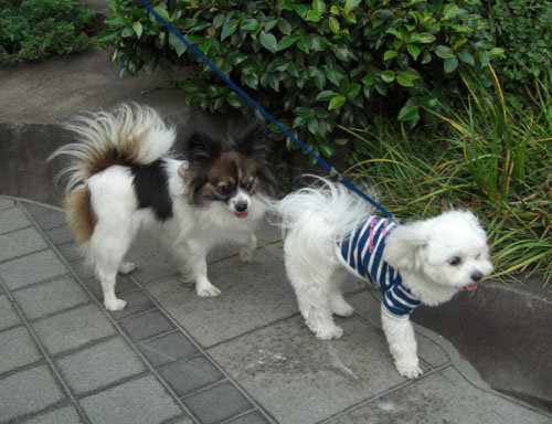 フィガロ君を追うジャスミンちゃん