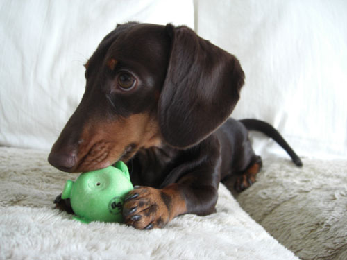 チョコのおしゃぶり