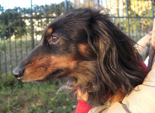 マリちゃんの横顔