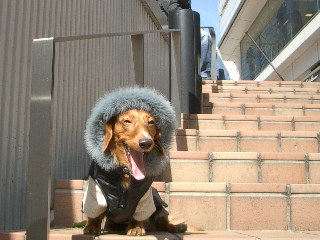 クリスピークリーム待ちくたびれた