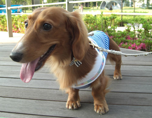 初夏のミッドタウンにて