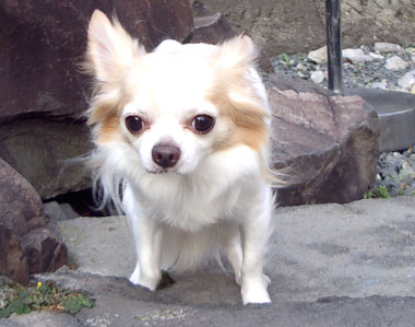 チワワのクーちゃんとパーク