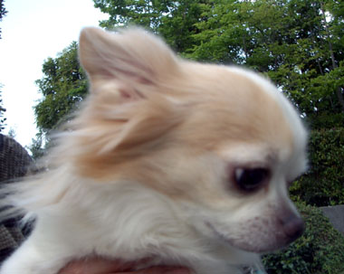 チワワのクーちゃんとパーク２