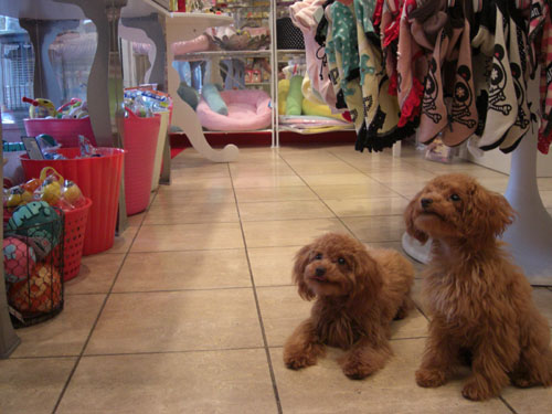 兄妹？姉弟？きょうだいだよ！