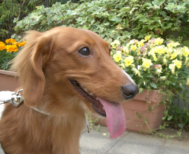 チワワのクーちゃんとパーク３