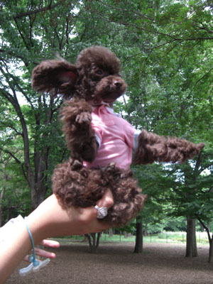 秘技！手乗りヨガ