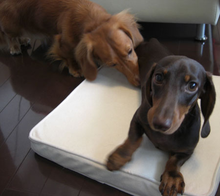 チョコにしつこくするモデナ