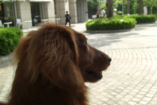 フカヒレ食べたい！