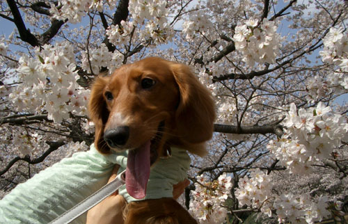 2007代々木公園の桜2
