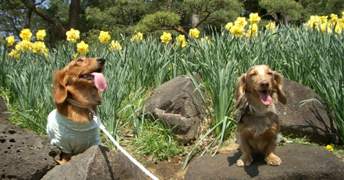 2007代々木公園の桜3