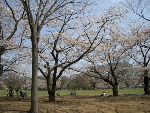 2007代々木公園の桜4