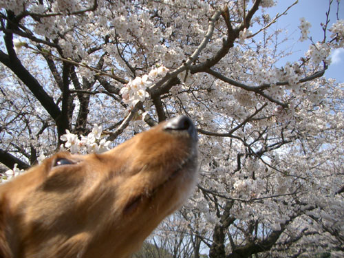 2007代々木公園の桜5
