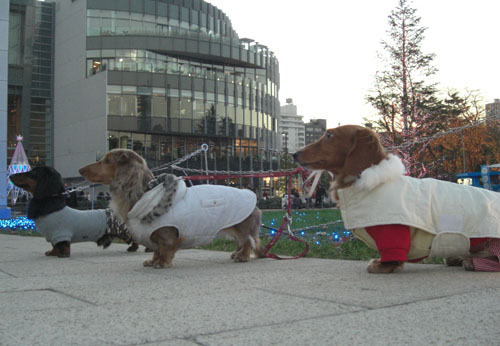 ダックスレンジャー☆