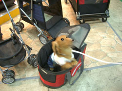 2007ペットフェアー